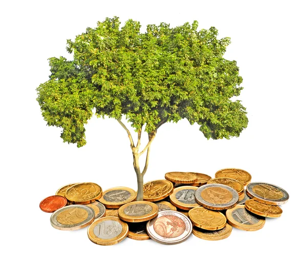 Tree growing from pile of coins — Stock Photo, Image