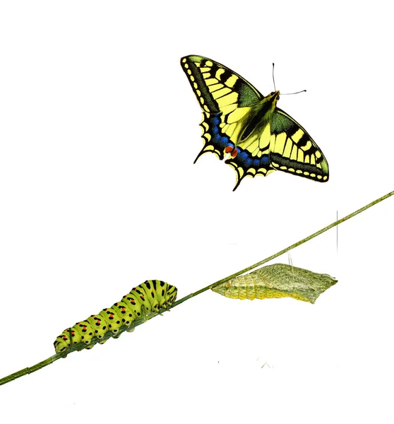 Caterpillar, Pupa ve swallowtail kelebek yakın çekim — Stok fotoğraf