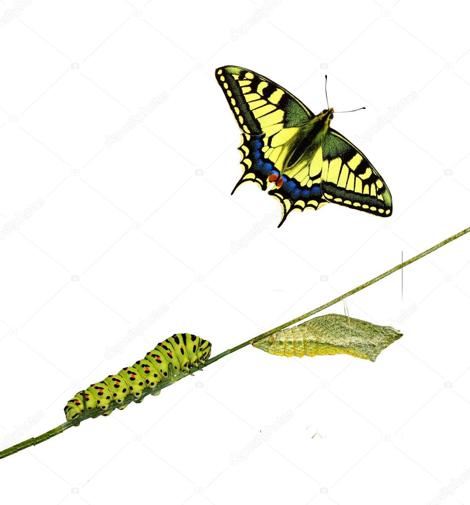 Close up of caterpillar , pupae, and swallowtail butterfly
