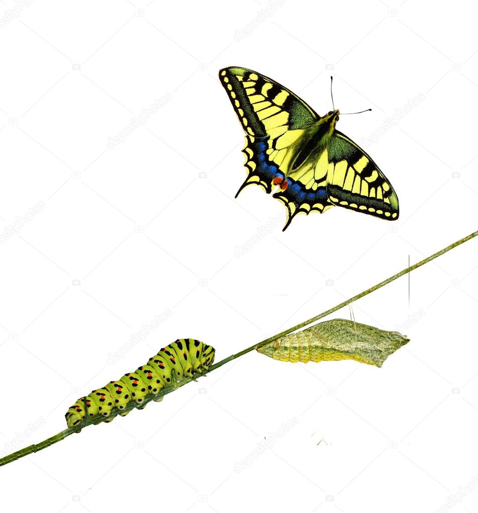 Close up of caterpillar , pupae, and swallowtail butterfly Stock Photo