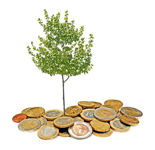 Tree growing from pile of coins — Stock Photo, Image