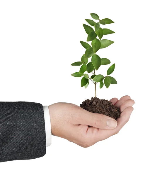 Sapling in hands — Stock Photo, Image