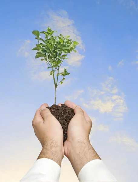 Orangenbaum in den Händen — Stockfoto