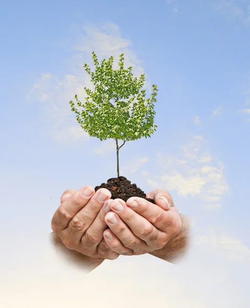 Árbol en las manos — Foto de Stock