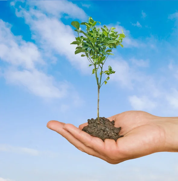 Orangenbaum in den Händen — Stockfoto