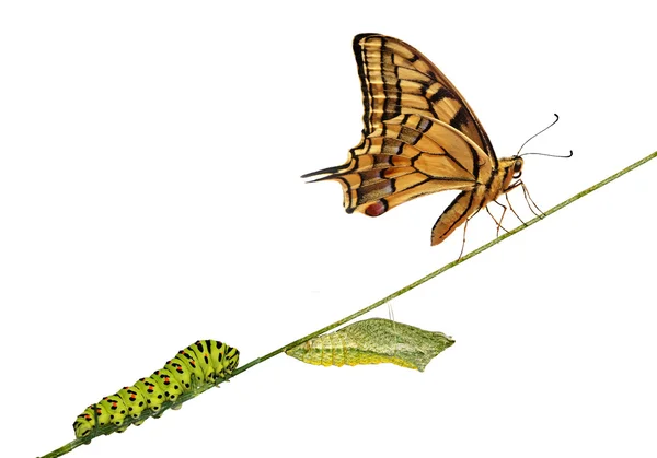 Close up of caterpillar , pupae, and swallowtail butterfly — Stock Photo, Image