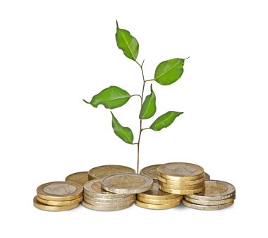 jeton büyüyen fidan