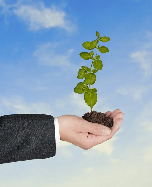 Plant in hand — Stock Photo, Image