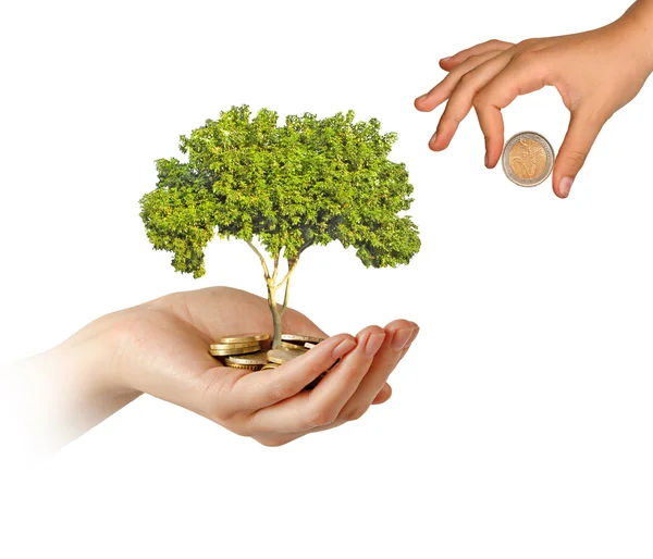 Palms with a tree growng from pile of coins — Stock Photo, Image