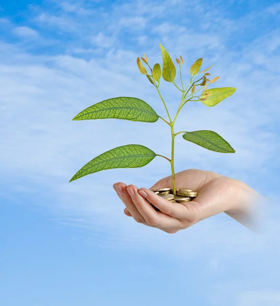 Investitionen in grüne Unternehmen — Stockfoto