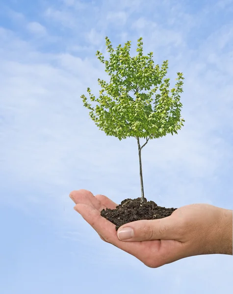 Árbol en mano — Foto de Stock