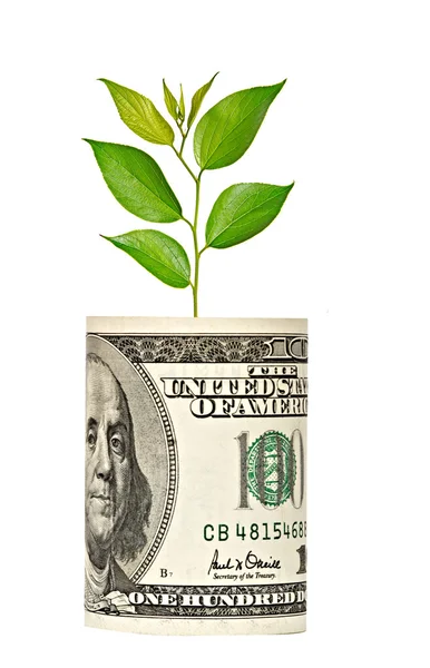 Stromek roste od dolarové bankovky — Stock fotografie