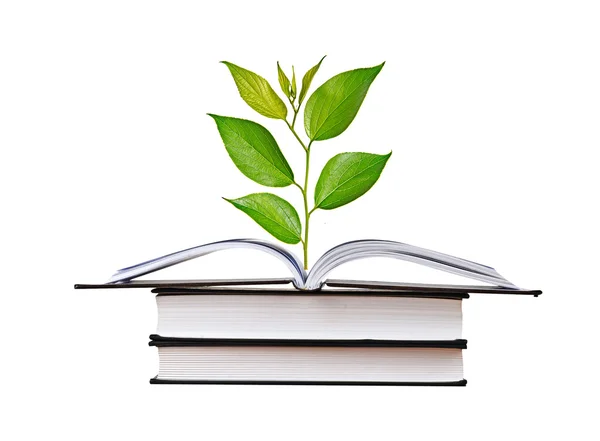 Plantgoed groeien van boek — Stockfoto