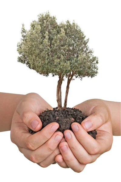 Olivenbaum in Händen als Geschenk — Stockfoto