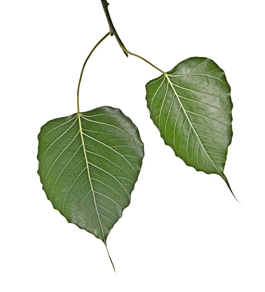 Branch with two leaves — Stock Photo, Image