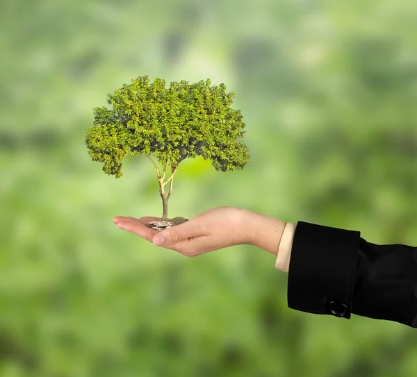 Palme mit einem Baum, der aus einem Haufen Münzen gewachsen ist — Stockfoto