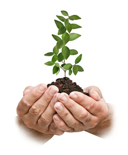 Sapling in hands — Stock Photo, Image