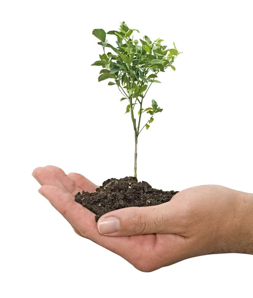 Orange tree in hand — Stock Photo, Image