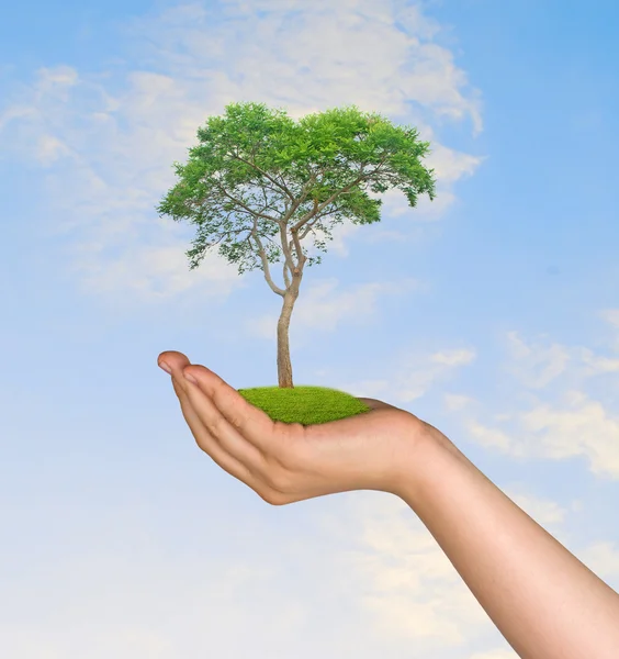 Tree in hand — Stock Photo, Image