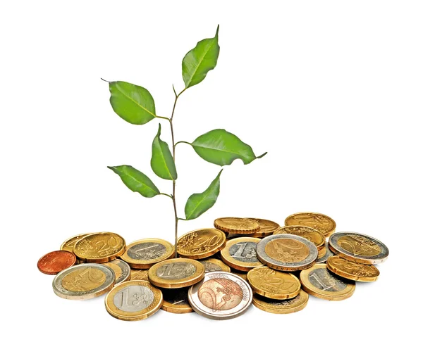 Sapling growing from coins — Stock Photo, Image