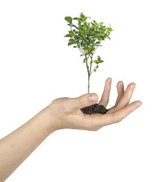 Árbol en las manos — Foto de Stock