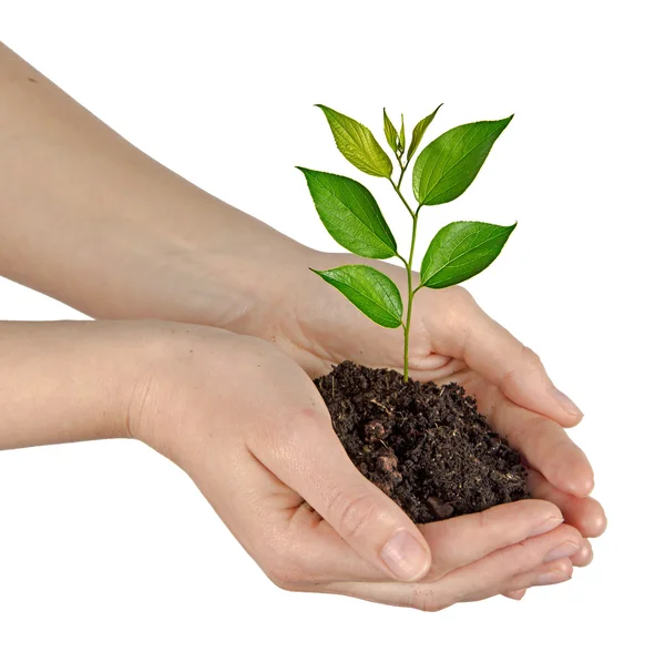 Sapling in hands — Stock Photo, Image