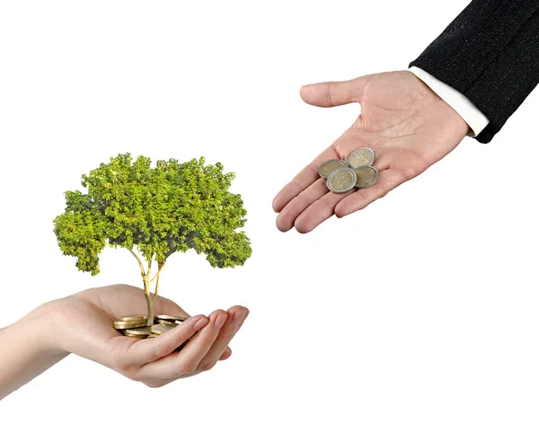 Palmeras con un árbol cultivado a partir de un montón de monedas — Foto de Stock