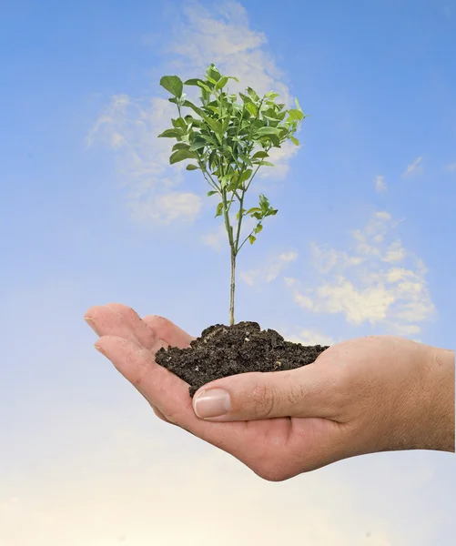 Orangenbaum in der Hand — Stockfoto