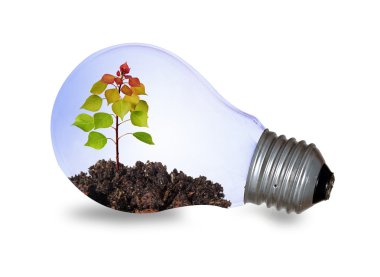 bir bitki ile akkor ampul