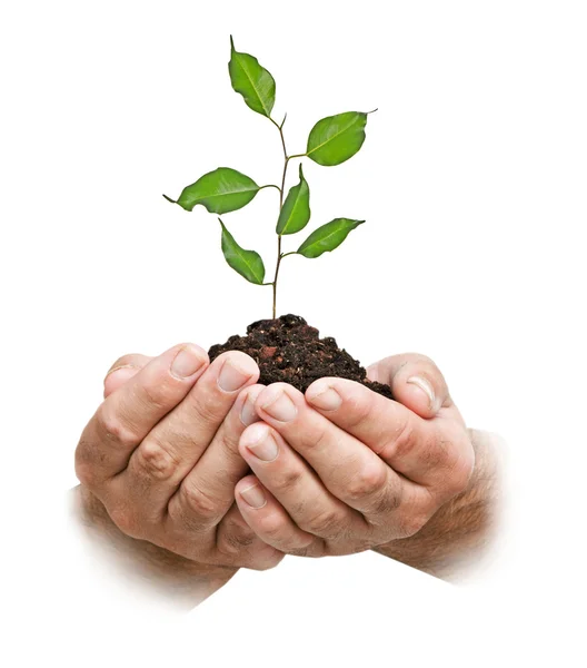 Sapling in hands — Stock Photo, Image