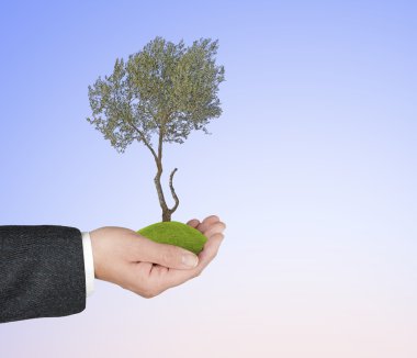 ellerinde zeytin ağacı
