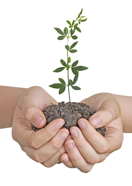 Planta em mãos — Fotografia de Stock