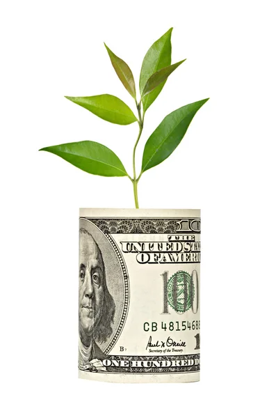 Sapling growing from dollar bill — Stock Photo, Image