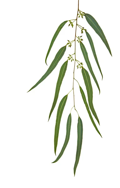 Eukaliptusa gałąź — Zdjęcie stockowe