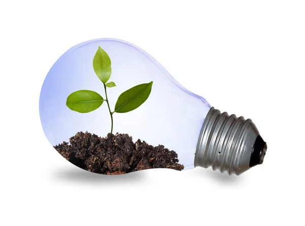 Gloeilamp met een plant — Stockfoto