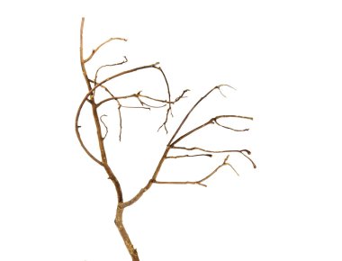 kuru dal