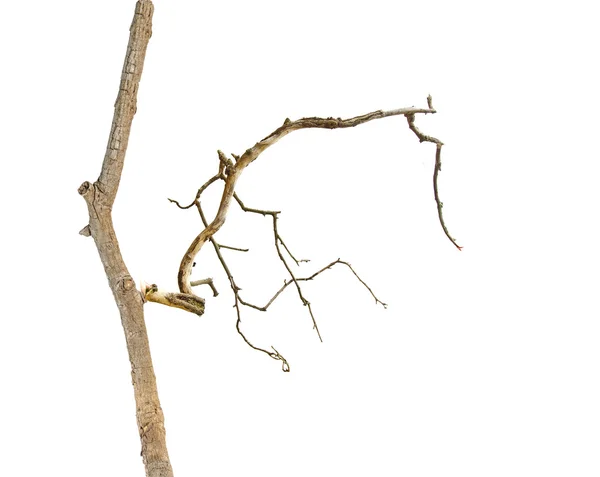 Dry branch — Stock Photo, Image