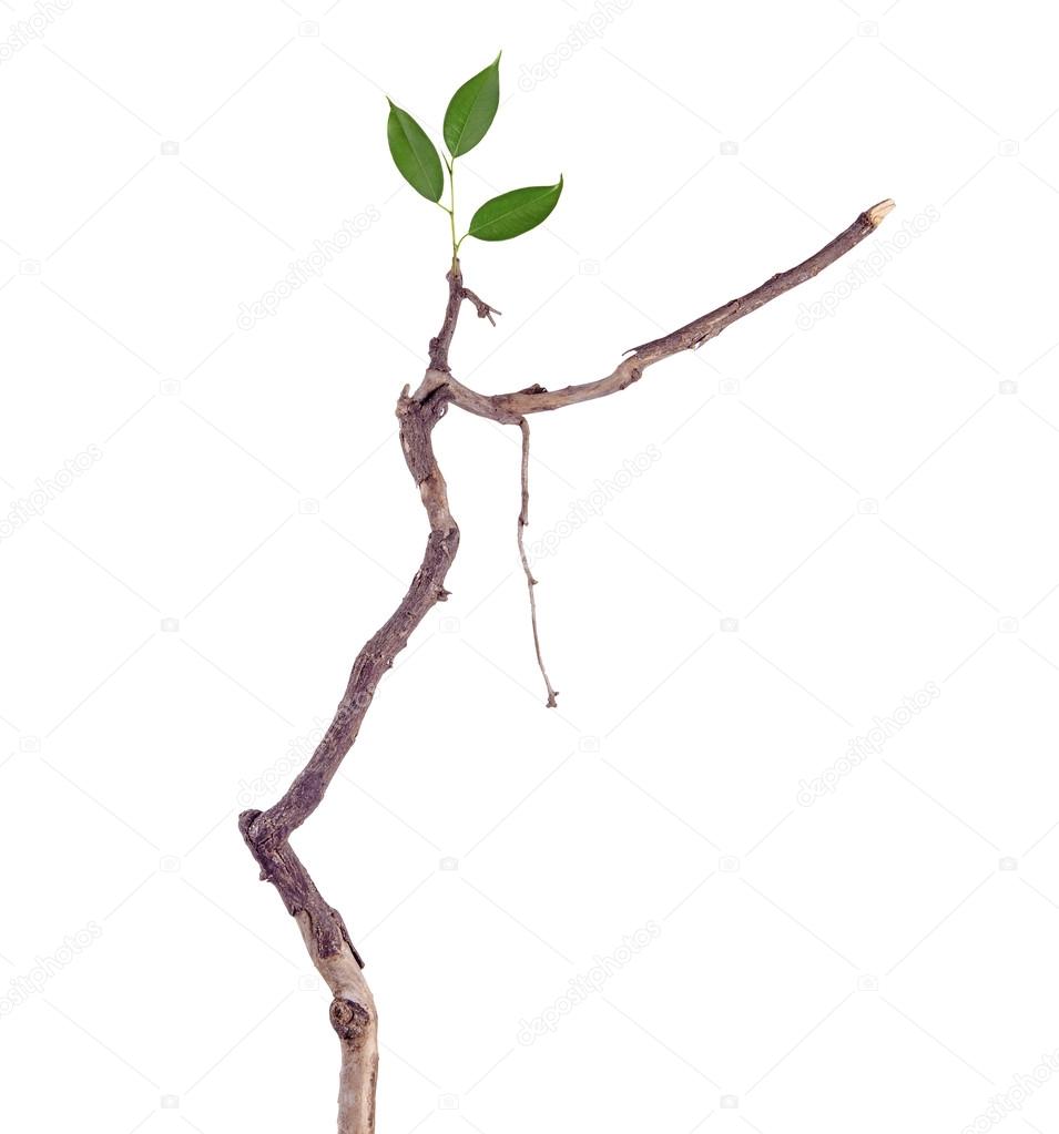 Dry branch with new leaf