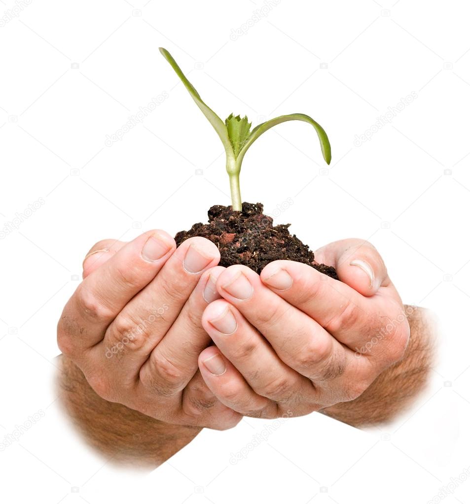 plant in hands