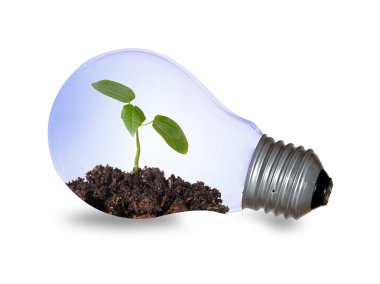 filaman olarak bir bitki ile akkor ampul