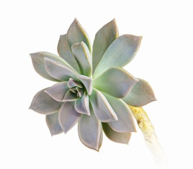 tavuk ve civciv izole üzerinde beyaz arka plan bitki