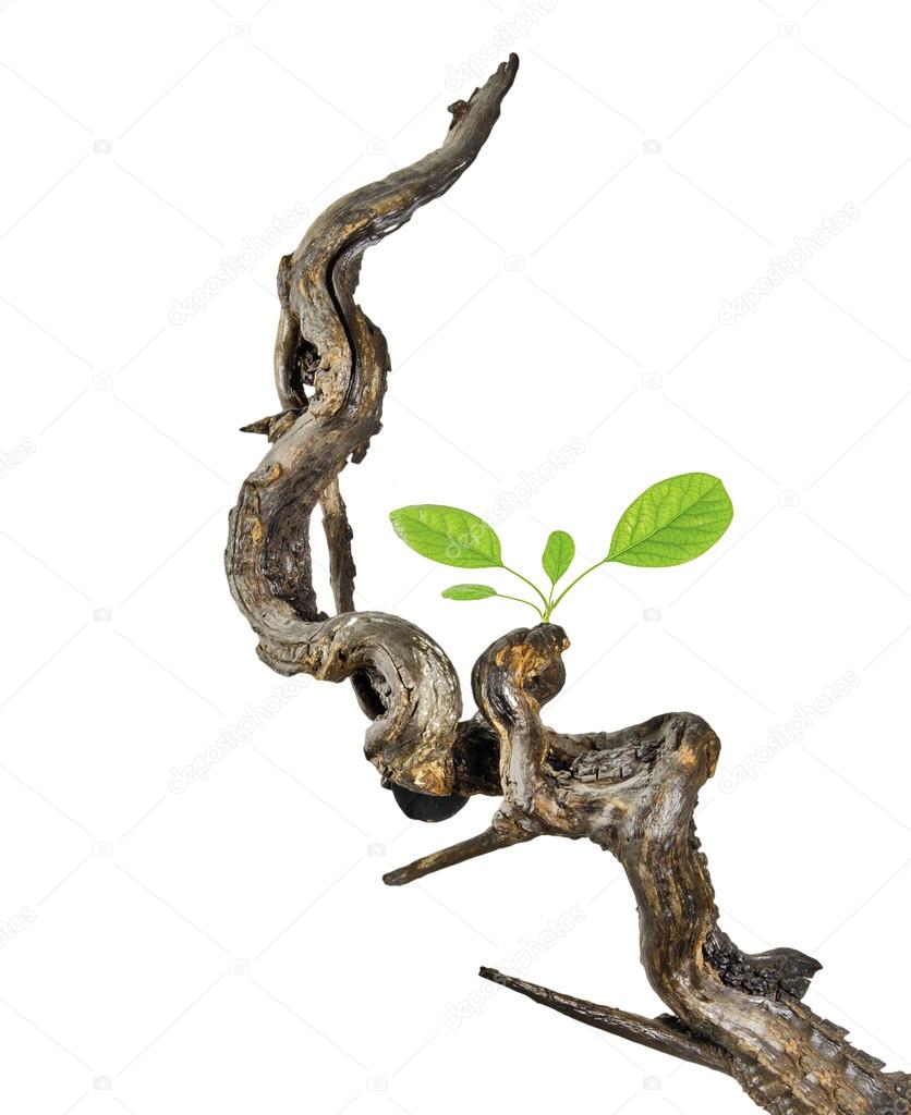 Branch with leaf