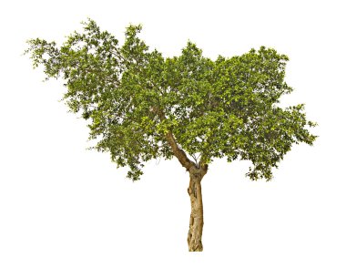 Beyaz arkaplanda ağaç