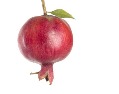 Beyaz arkaplanda izole edilmiş dalda olgun nar.