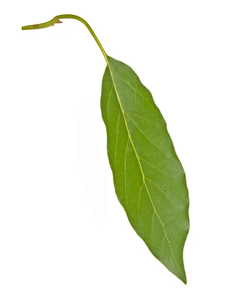 Leaf on white — Stock Photo, Image