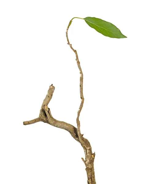 Branche avec feuille — Photo