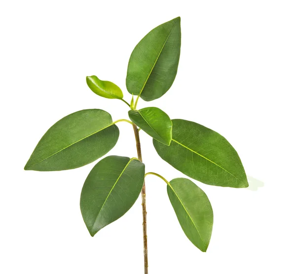 Sapling — Stock Photo, Image