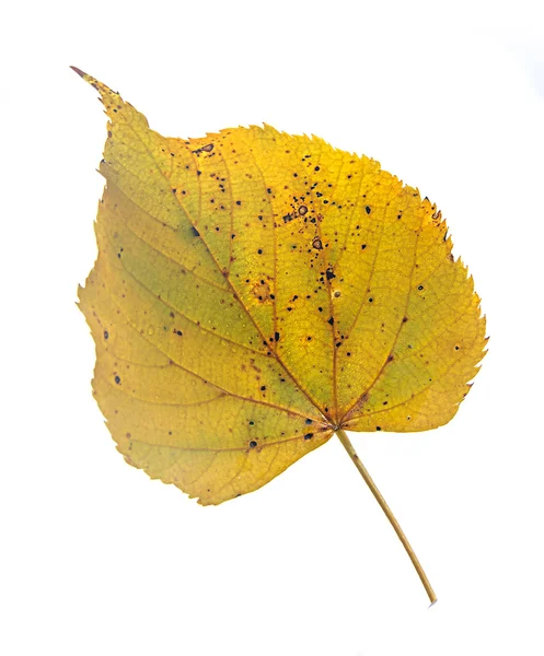 Leaf op witte — Stockfoto