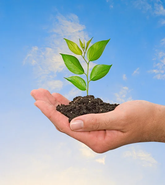 Sapling in hand — Stock Photo, Image