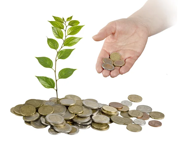 Investing to green business — Stock Photo, Image